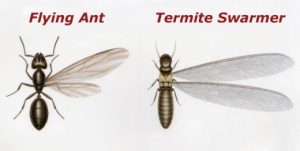 ant-vs-termite