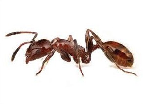 Ant Pest Control Pretoria