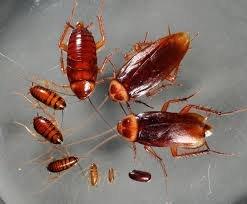 Cockroach Pest Control Pretoria